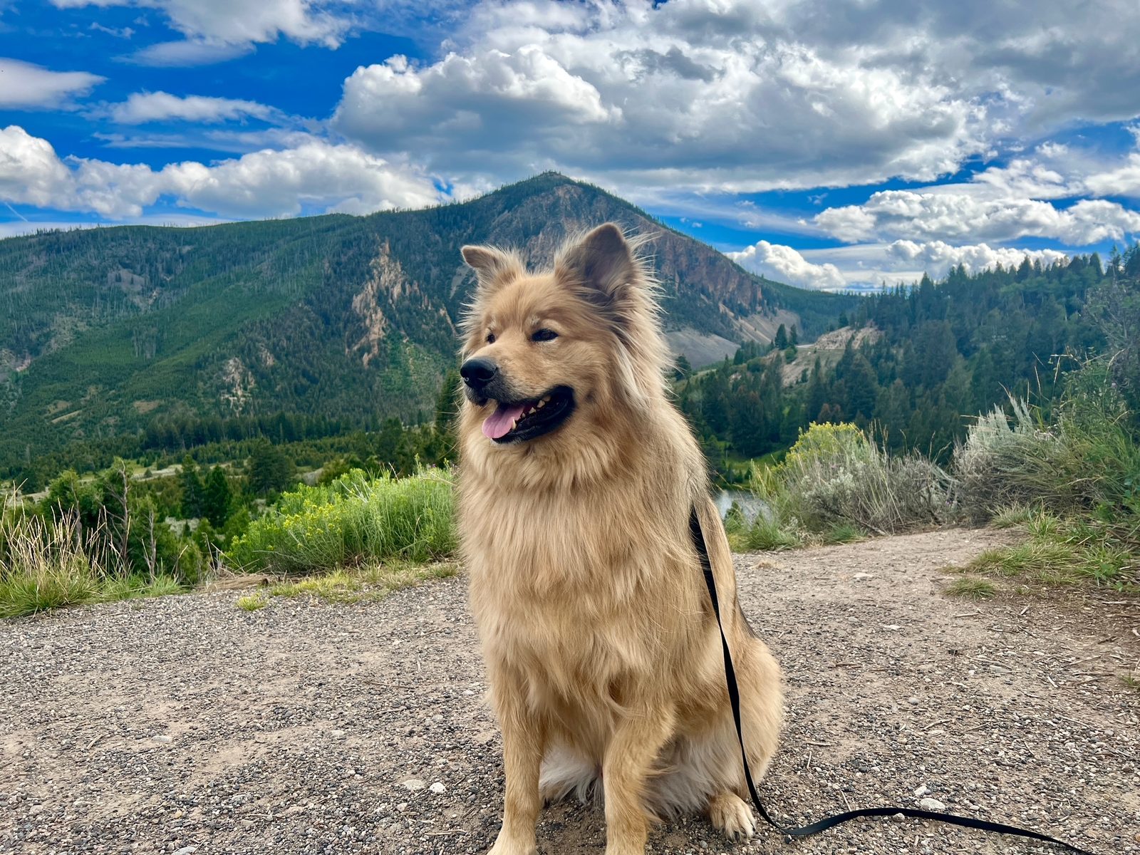 Our dog in the Montana mountains